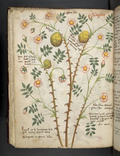 أضف MS 41623 f.61v 