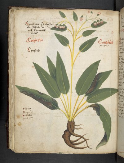 أضف MS 41623 f.63v 