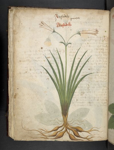 أضف MS 41623 f.64v 