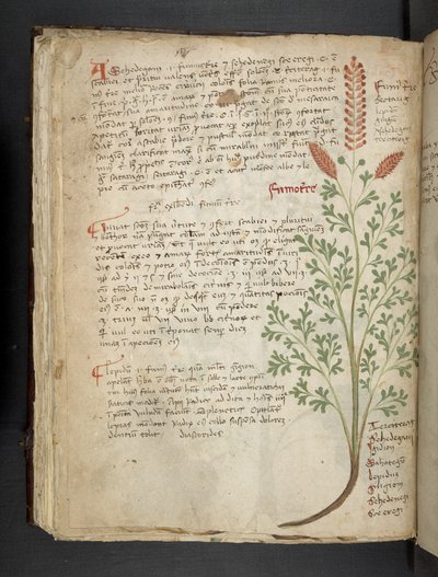 أضف MS 41623 f.65v "A herbal" ، Belluno (حبر ولون على ورق) بواسطة المدرسة الايطالية