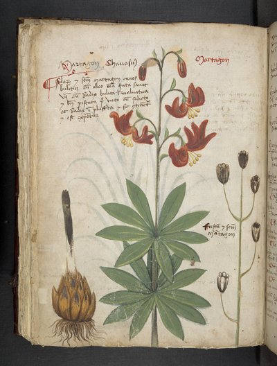 أضف MS 41623 f.66v 