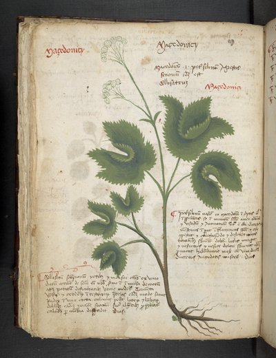أضف MS 41623 f.67v "A herbal" ، Belluno (حبر ولون على ورق) بواسطة المدرسة الايطالية