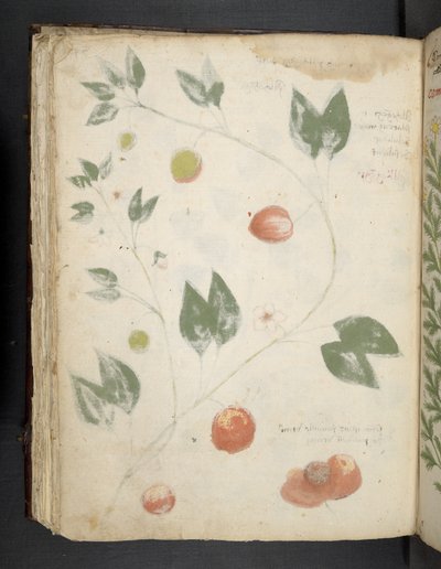 أضف MS 41623 f.70v 