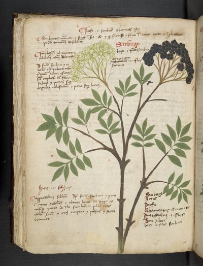 أضف MS 41623 f.72v "A herbal" ، Belluno (حبر ولون على ورق) بواسطة المدرسة الايطالية