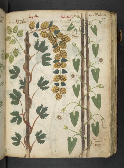 أضف MS 41623 f.75r 