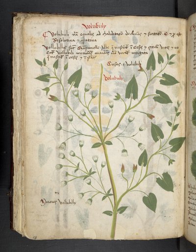 أضف MS 41623 f.75v "A herbal" ، Belluno (حبر ولون على ورق) بواسطة المدرسة الايطالية