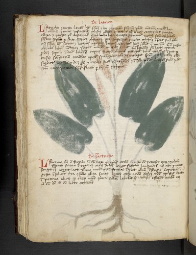 أضف MS 41623 f.80v "A herbal" ، Belluno (حبر ولون على ورق) بواسطة المدرسة الايطالية