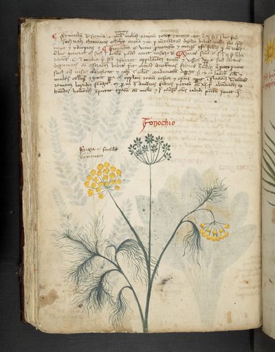 أضف MS 41623 f.84v Finocchio ، من "A herbal" ، Belluno (حبر ولون على ورق) بواسطة المدرسة الايطالية