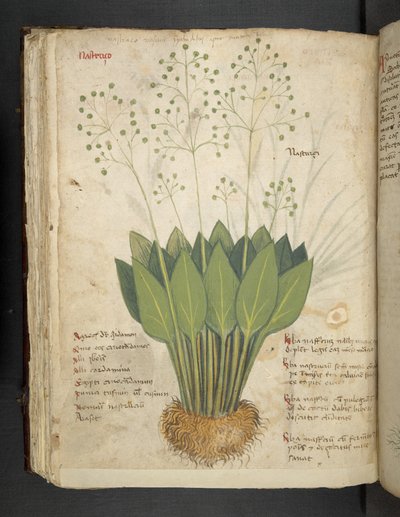 أضف MS 41623 f.85v 