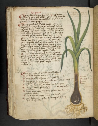 أضف MS 41623 f.87v De Porro 
