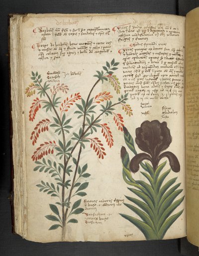 أضف MS 41623 f.89v 