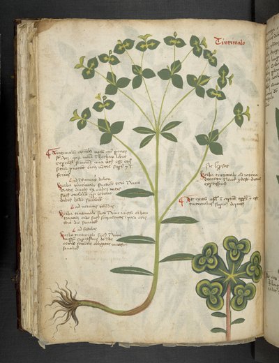 أضف MS 41623 f.94v "A herbal" ، Belluno (حبر ولون على ورق) بواسطة المدرسة الايطالية