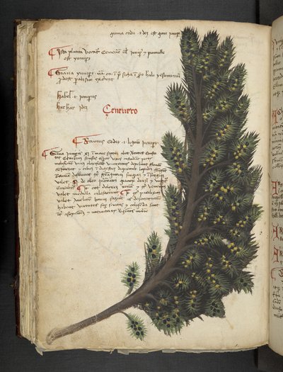 أضف MS 41623 f.96v "A herbal" ، Belluno (حبر ولون على ورق) بواسطة المدرسة الايطالية