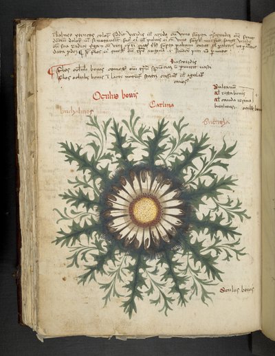 أضف MS 41623 f.97v Carlina ، من "A herbal" ، Belluno (حبر ولون على ورق) بواسطة المدرسة الايطالية