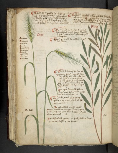 أضف MS 41623 f.98v Orzo ، من "A herbal" ، Belluno (الحبر واللون على الرق) بواسطة المدرسة الايطالية