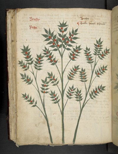 أضف MS 41623 f.99v "A herbal" ، Belluno (حبر ولون على ورق) بواسطة المدرسة الايطالية