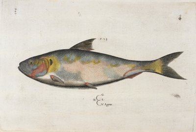 Agone ، رسم توضيحي من "Aquatilium Animalium Historiæ Liber Primus" بقلم إيبوليتو سالفياني بواسطة المدرسة الايطالية