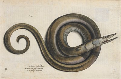 ثعبان البحر ، رسم توضيحي من "Aquatilium Animalium Historiæ Liber primus" ، بقلم إيبوليتو سالفياني بواسطة المدرسة الايطالية