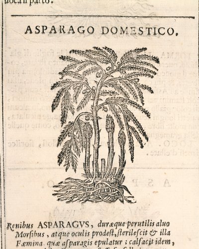 الهليون (Asparagus officinalis) ، نقش بواسطة Castore Durante بواسطة المدرسة الايطالية