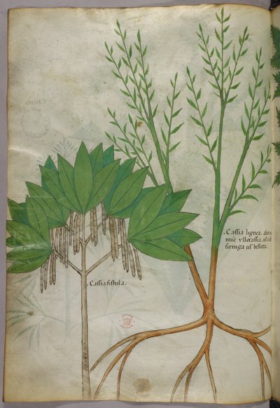 رسم توضيحي نباتي، حوالي عام 1440 (حبر وألوان على ورق الرق) بواسطة المدرسة الايطالية