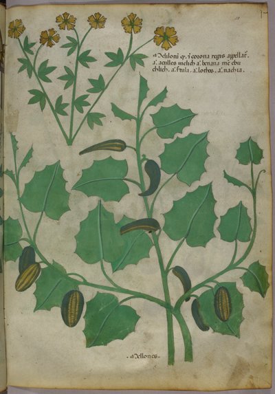 رسم توضيحي نباتي، حوالي عام 1440 (حبر وألوان على ورق الرق) بواسطة المدرسة الايطالية