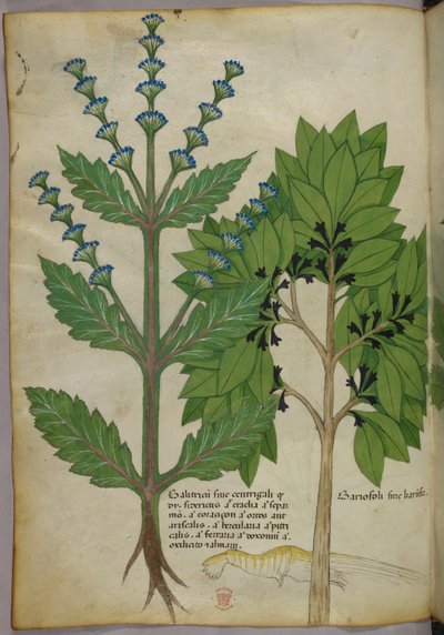 رسم إيضاحي نباتي من كتاب الأعشاب، تراكاتوس دي هيربيس، سلون 4016 ص 39 ق، حوالي 1440 (حبر وألوان على الرق) بواسطة المدرسة الايطالية