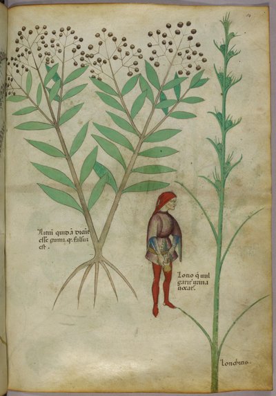 رسم توضيحي نباتي لنبات ورجل يتبولان في إناء ، حوالي 1440 (حبر ولون على ورق) بواسطة المدرسة الايطالية