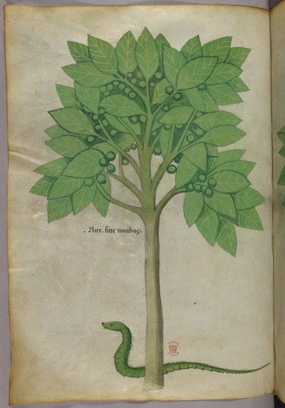 رسم توضيحي نباتي لشجرة وثعبان، حوالي عام 1440 (حبر ولون على ورق رَقِّي) بواسطة المدرسة الايطالية