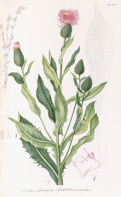 Cardus cichoraceus و Gnaphalium penduculare ، 1811-1838 بواسطة المدرسة الايطالية