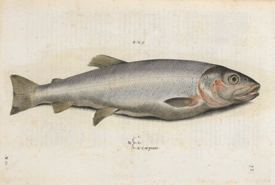 أسماك الكاربيوني ، رسم توضيحي من "Aquatilium Animalium Historiæ Liber primus" ، بقلم إيبوليتو سالفياني بواسطة المدرسة الايطالية