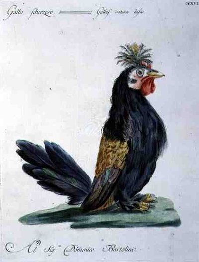كوكريل ، 1767-76 (نقش ملون يدويًا) بواسطة المدرسة الايطالية