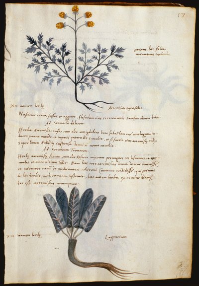 سمك القد. 2377 الأرطماسيا ولاباريوم ، نباتات طبية من "Herbarium Apulei Platonici" (ألوان مائية وحبر على ورق) بواسطة المدرسة الايطالية