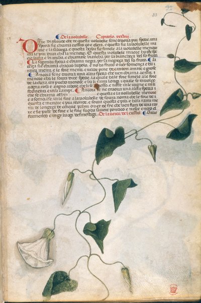 نبات اللبلاب ، رسم توضيحي من "Carrara Herbal" ، بادوفا ، حوالي 1400 (قلم وحبر مع ذهب على ورق) بواسطة المدرسة الايطالية