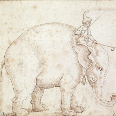 الفيل Hanno و Mahout له بواسطة المدرسة الايطالية