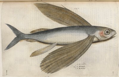 الأسماك الطائرة ، رسم توضيحي من "Aquatilium Animalium Historiæ Liber primus" ، بقلم إيبوليتو سالفياني بواسطة المدرسة الايطالية