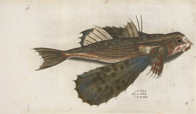 الأسماك الطائرة ، رسم توضيحي من "Aquatilium Animalium Historiæ Liber primus" ، بقلم إيبوليتو سالفياني بواسطة المدرسة الايطالية