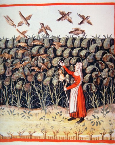 الورقة ٤٧ ضد الدخن ، رسم توضيحي من Tacuinum Santiatis Codex Vindobonensis بواسطة المدرسة الايطالية
