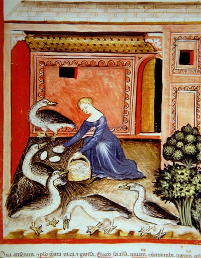 Fol.66r تربية الأوز ، التوضيح من Tacuinum Santiatis Codex Vindobonensis بواسطة المدرسة الايطالية