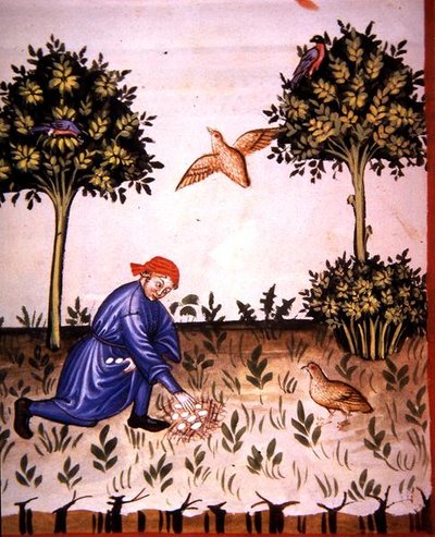 Fol.66v جمع بيض الحجل ، رسم توضيحي من "Tacuinum Santiatis Codex Vindobonensis" (ورق) بواسطة المدرسة الايطالية