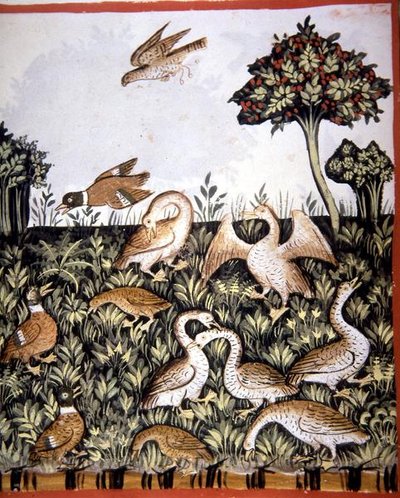 Fol.69v البط والإوز ، رسم توضيحي من "Tacuinum Santiatis Codex Vindobonensis" (ورق) بواسطة المدرسة الايطالية
