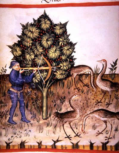 Fol.70v رافعة صيد ، رسم توضيحي من "Tacuinum Santiatis Codex Vindobonensis" (رق) بواسطة المدرسة الايطالية