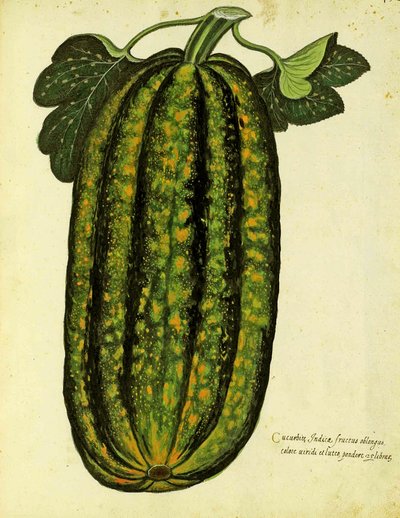 قرع مستطيل أخضر من قبل Ulisse Aldrovandi (1522 - 1605) لوحة نشرت في Piante Fiori Frutti (نقش ملون باليد). بواسطة المدرسة الايطالية