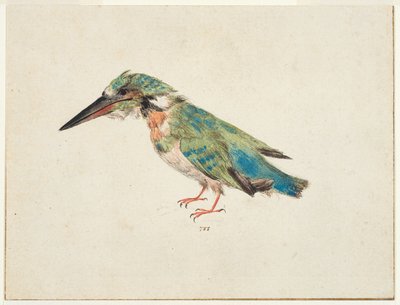 الرفراف، c.1650-99 (طباشير أسود، ألوان مائية، لون الجسم على ورق ممدود، مع خطوط تأطير بالحبر البني على ثلاث حواف) بواسطة المدرسة الايطالية
