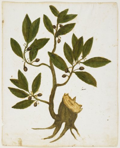 شجرة الغار (Laurus nobilis) (مرحاض وحرارة على ورق) بواسطة المدرسة الايطالية