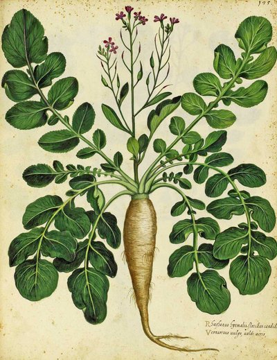 الفجل الأبيض الطويل بواسطة Ulisse Aldrovandi بواسطة المدرسة الايطالية