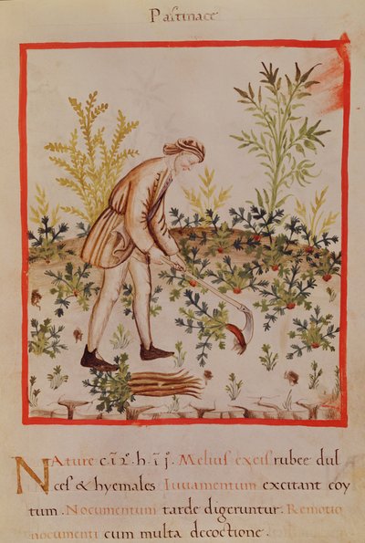 Ms.3054 ، صفحة 9 ، حصاد الجزر الأبيض والجزر ، من "Tacuinum Sanitatis" (ورق) بواسطة المدرسة الايطالية