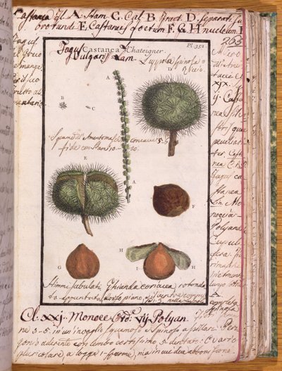 السيدة 115 كستنائي ، من Dizionario di Botanica (قلم وحبر ومرحاض على ورق) بواسطة المدرسة الايطالية