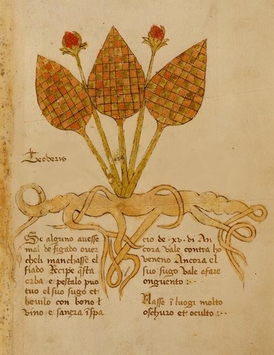 Ms 1591 Fol.19r Herba Teoderis (ورق) بواسطة المدرسة الايطالية
