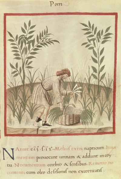 Ms 3054 f.22 حصاد الكراث ، من 
