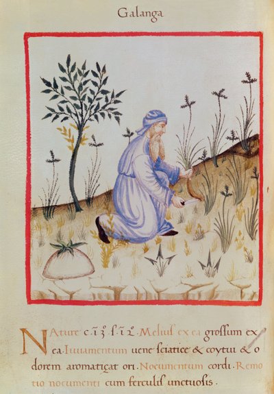 Ms 3054 f.22 حصاد الخولنجان ، من "Tacuinum Sanitatis" (ورق) بواسطة المدرسة الايطالية